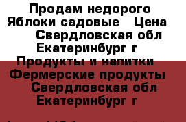 Продам недорого Яблоки садовые › Цена ­ 50 - Свердловская обл., Екатеринбург г. Продукты и напитки » Фермерские продукты   . Свердловская обл.,Екатеринбург г.